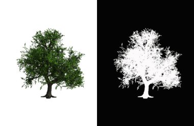 Illustration of a deciduous tree on white background with alpha mask. 3d rendering illustration.
