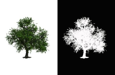 Illustration of a deciduous tree on white background with alpha mask. 3d rendering illustration.