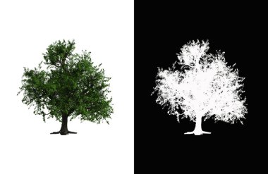 Illustration of a deciduous tree on white background with alpha mask. 3d rendering illustration.