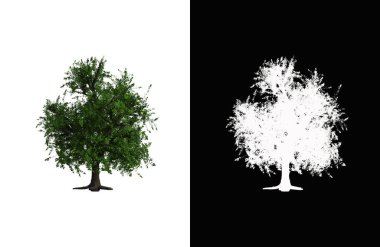 Illustration of a deciduous tree on white background with alpha mask. 3d rendering illustration.