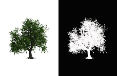 Illustration of a deciduous tree on white background with alpha mask. 3d rendering illustration.