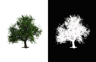Illustration of a deciduous tree on white background with alpha mask. 3d rendering illustration.