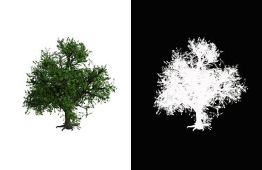Illustration of a deciduous tree on white background with alpha mask. 3d rendering illustration.