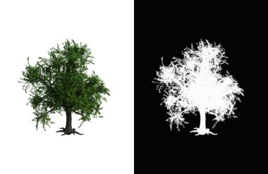 Illustration of a deciduous tree on white background with alpha mask. 3d rendering illustration.