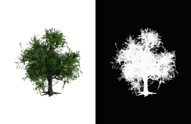 Illustration of a deciduous tree on white background with alpha mask. 3d rendering illustration.