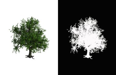 Illustration of a deciduous tree on white background with alpha mask. 3d rendering illustration.