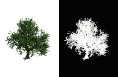 Illustration of a deciduous tree on white background with alpha mask. 3d rendering illustration.