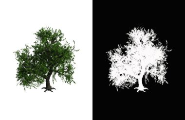 Illustration of a deciduous tree on white background with alpha mask. 3d rendering illustration.