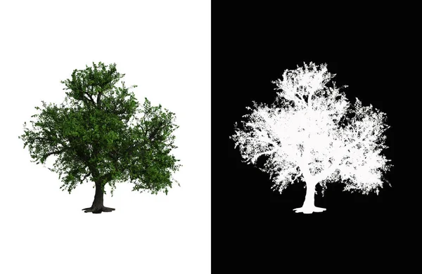Illustration of a deciduous tree on white background with alpha mask. 3d rendering illustration.