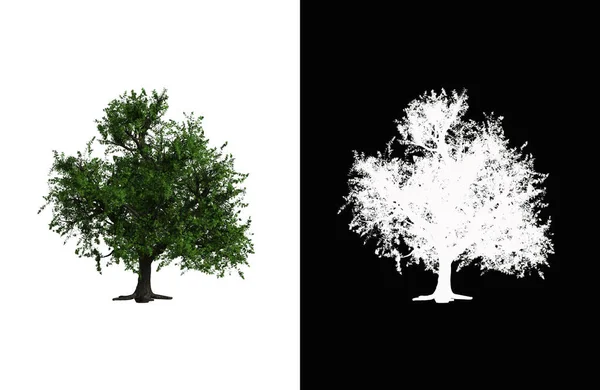 Illustration of a deciduous tree on white background with alpha mask. 3d rendering illustration.