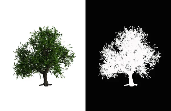 Εικονογράφηση Φυλλοβόλου Δέντρου Λευκό Φόντο Μάσκα Άλφα Απεικόνιση Απόδοση — Φωτογραφία Αρχείου