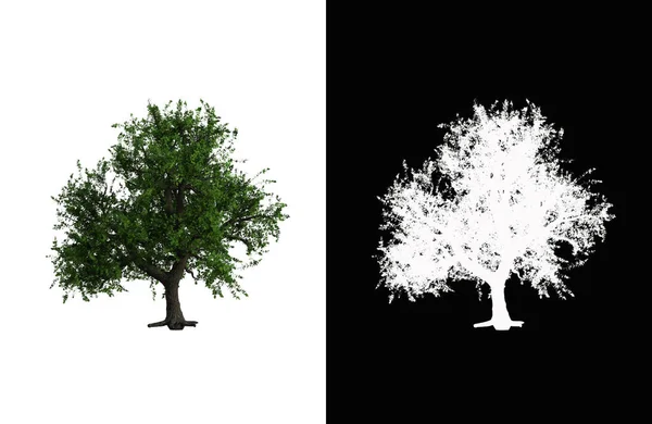 Illustration of a deciduous tree on white background with alpha mask. 3d rendering illustration.