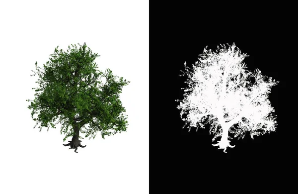 Illustration of a deciduous tree on white background with alpha mask. 3d rendering illustration.