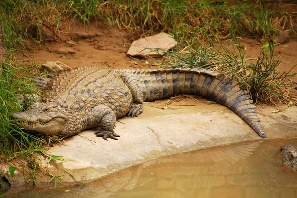 Krokodil hibernált állapotban — Stock Fotó