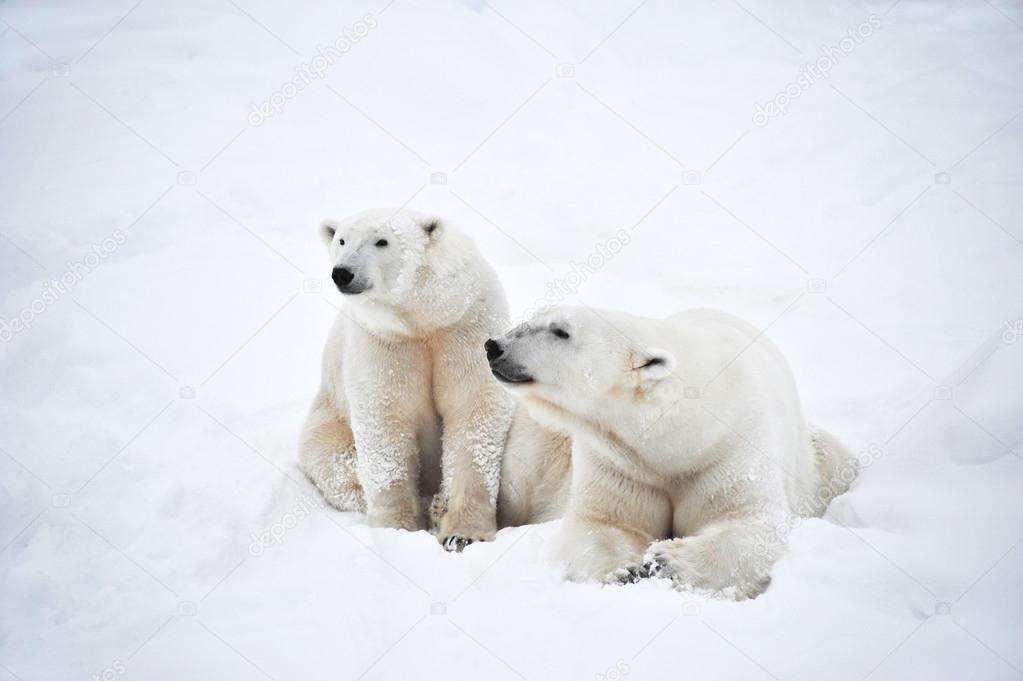 Couple of Polar bears
