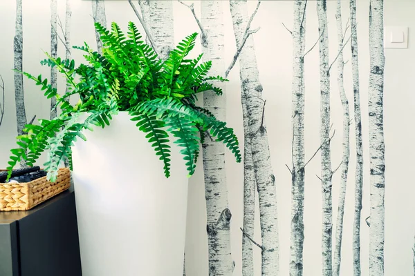현대식 화분에 녹색식물 배경에 나무가 장식용 — 스톡 사진
