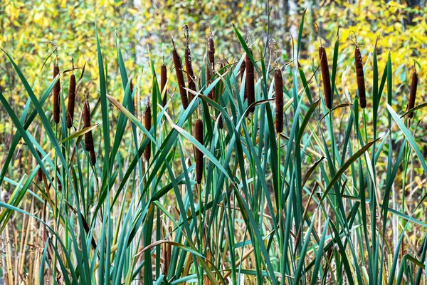 Thickets Cattail Reservoir Autumn Forest Selective Focus — Stock Photo, Image