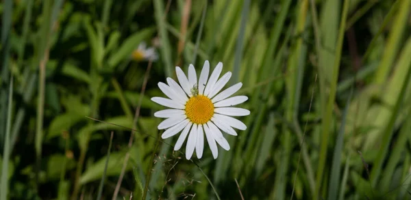Yaz. Leucanthemum vulgare bulanık arka planda çiçek açar