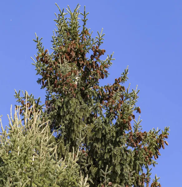 - Rusya. Bahar. Mavi gökyüzünün arka planında koni olan ladin.