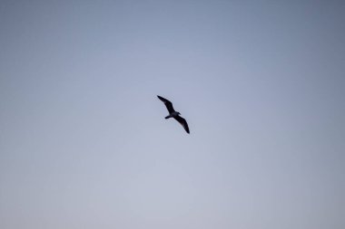 - Rusya. Bahar. - Günaydın. Sanatoryum Lunevo. Volga kıyısından uçan bir martıya bakın.