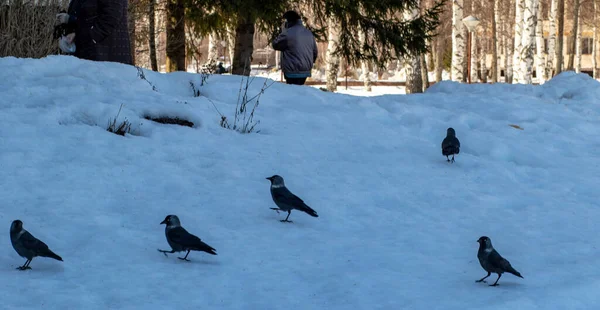 - Rusya. Bahar. - Günaydın. Sanatoryum Lunevo. Volga kıyısında karda yürüyen karga karga görüntüsü.