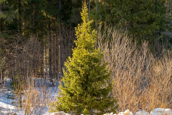 - Rusya. Bahar. Mavi gökyüzünün arka planında koni olan ladin..