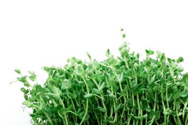 Bezelye filizleri beyaz arka planda toprakta filizleniyor.