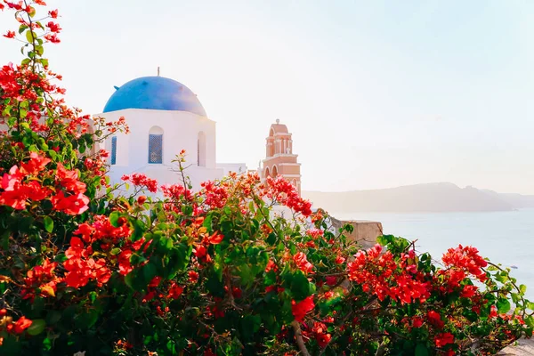 Традиційна церква Санторіні з синім куполом стоїть за яскравими квітами в час сходу сонця. Село Оя (Санторіні, Греція). — стокове фото