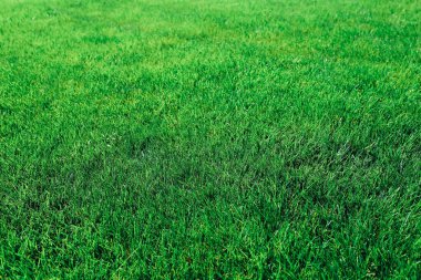 Arka plan olarak yeşil çimen dokusu. Kapat.