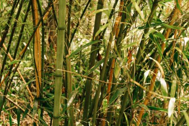 Yeşil bambu bir ormanda saplanır. Boşluğu kopyala