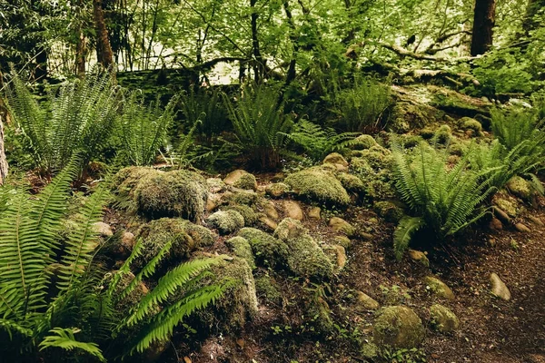 Σπέρματα Και Βράχοι Γεμάτοι Βρύα Στο Δάσος Φυσικό Floral Φτέρη — Φωτογραφία Αρχείου