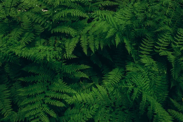 Beautiful ferns leaves green foliage. Close up of beautiful growing ferns in the forest. Natural floral fern background