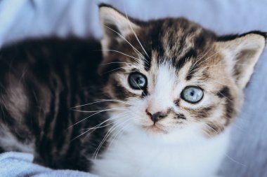 Yaklaş sevimli gri kedi yavrusuna