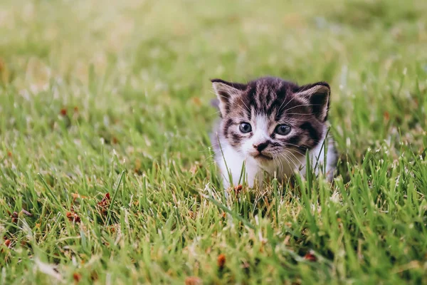 Portrait Little Kitten Playing Green Grass Nature — Stock Photo, Image