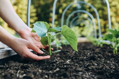 Zucchini plants growing in a raised bed in a garden
