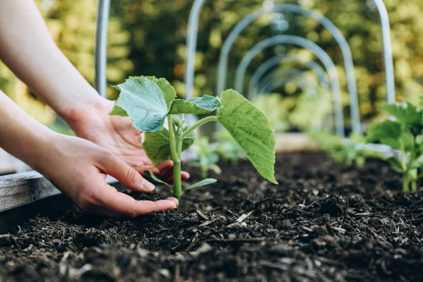 Zucchini Plants Growing Raised Bed Garden Stock Picture