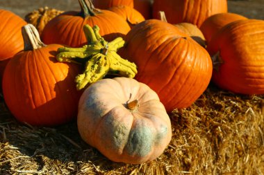 Yerel bir balkabağı tarlasında sonbahar festivalinde portakal kabağı yığını