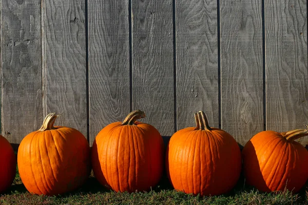 A row of fall orange pumpkins sitting on the ground at a fall festival at a local pumpkin patch