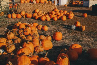 Yerel bir balkabağı tarlasında turuncu balkabakları
