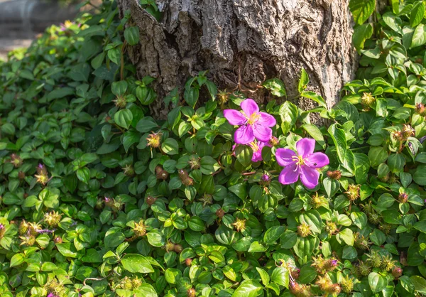 Fiore rosa — Foto Stock