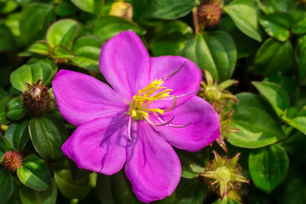 Pembe çiçek — Stok fotoğraf