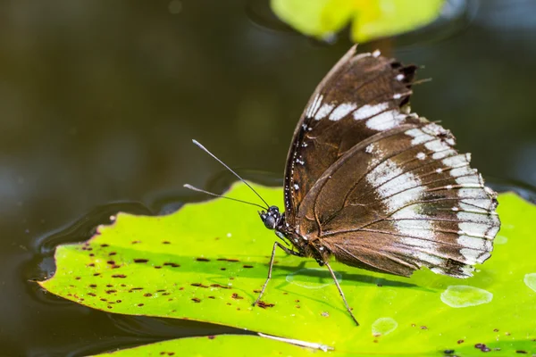 Farfalla — Foto Stock