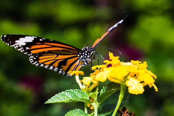 Farfalla — Foto Stock