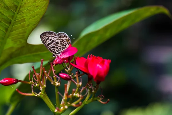 Sommerfugl – stockfoto