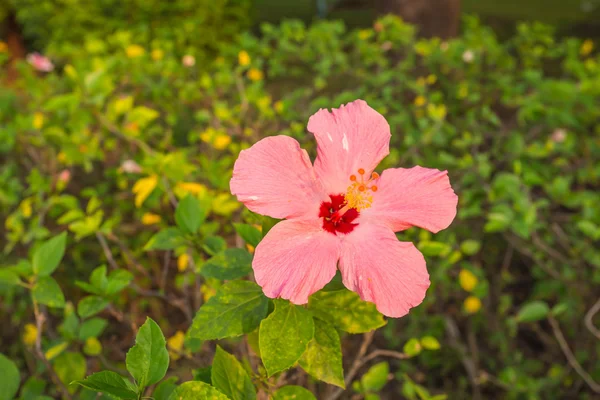 Fiore di ibisco — Foto Stock