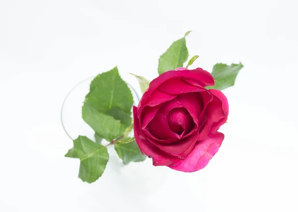 Pink rose — Stock Photo, Image