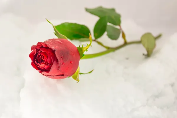 Red rose — Stock Photo, Image