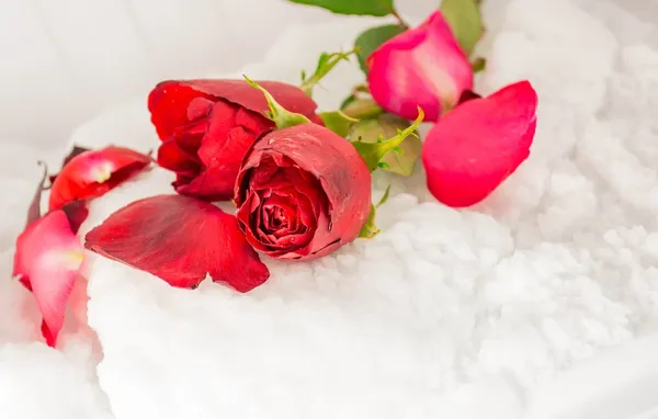 Rote Rose — Stockfoto