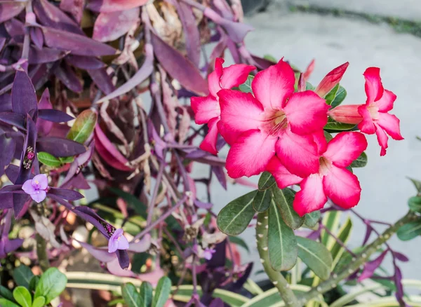 Azalea flowers. — Stock Photo, Image