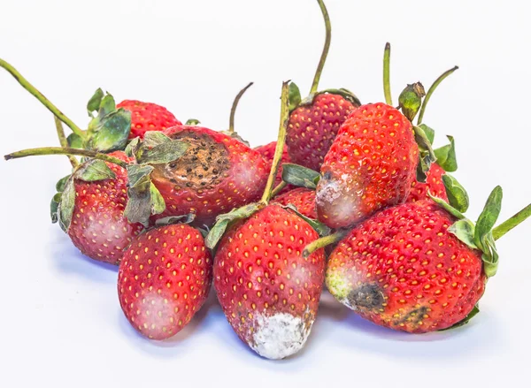 beyaz mantar kaplı çilek